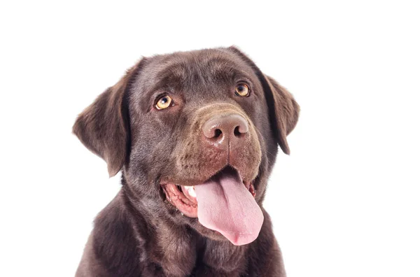 Portrét Psa Čokoládového Labradora Při Pohledu — Stock fotografie