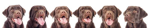 Retrato Perro Labrador Chocolate Buscando — Foto de Stock