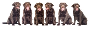 Çikolatalı labrador köpeği arıyor.