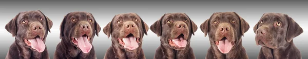 Portrait Chocolate Labrador Dog Looking — Stock Photo, Image