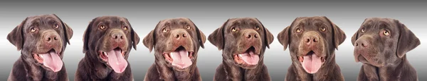 Portret Van Een Chocolade Labrador Hond Zoek — Stockfoto