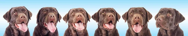 Retrato Cão Labrador Chocolate Olhando — Fotografia de Stock