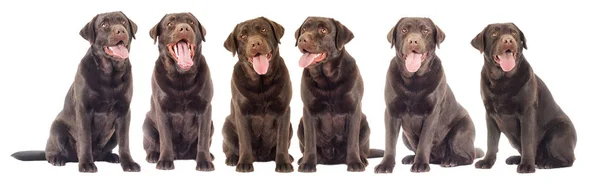Cão Labrador Chocolate Olhando — Fotografia de Stock