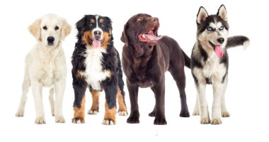 Köpekler beyaz bir arka plan üzerinde grup