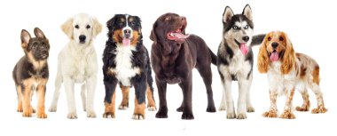 Köpekler beyaz bir arka plan üzerinde grup