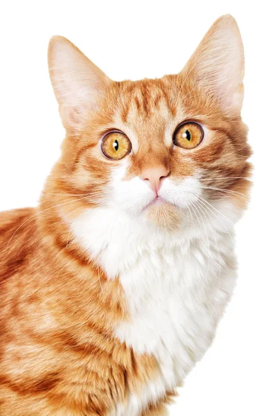 Portrait Red Cat Looking — Stock Photo, Image