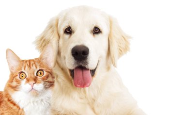 portre Golden retriever ve zencefil kedi arıyorum