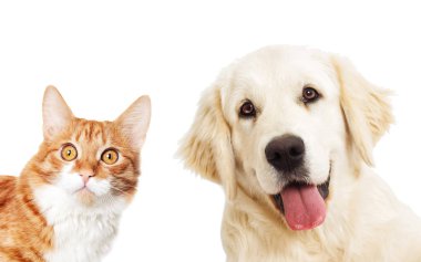 portre Golden retriever ve zencefil kedi arıyorum