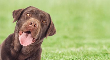 Yeşil çimlerin üzerinde bir köpek