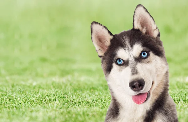 Pies Husky na tle zielonej trawy — Zdjęcie stockowe