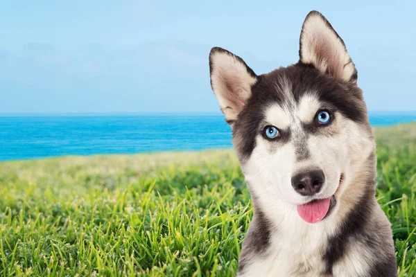 Husky hunden på en bakgrund av grönt gräs — Stockfoto