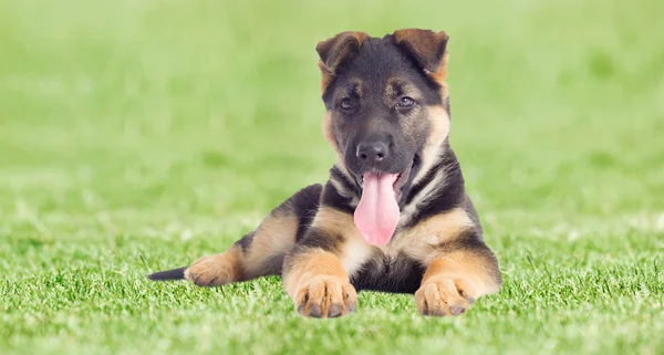 Pastor cachorro se encuentra en la hierba verde —  Fotos de Stock