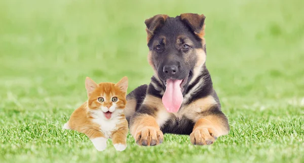 Shepherd puppy and kitten lies on green grass