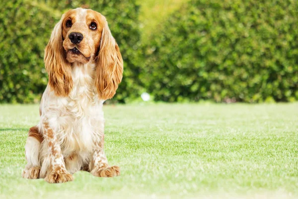 Köpek İspanyol yeşil çimenlerin üzerinde — Stok fotoğraf