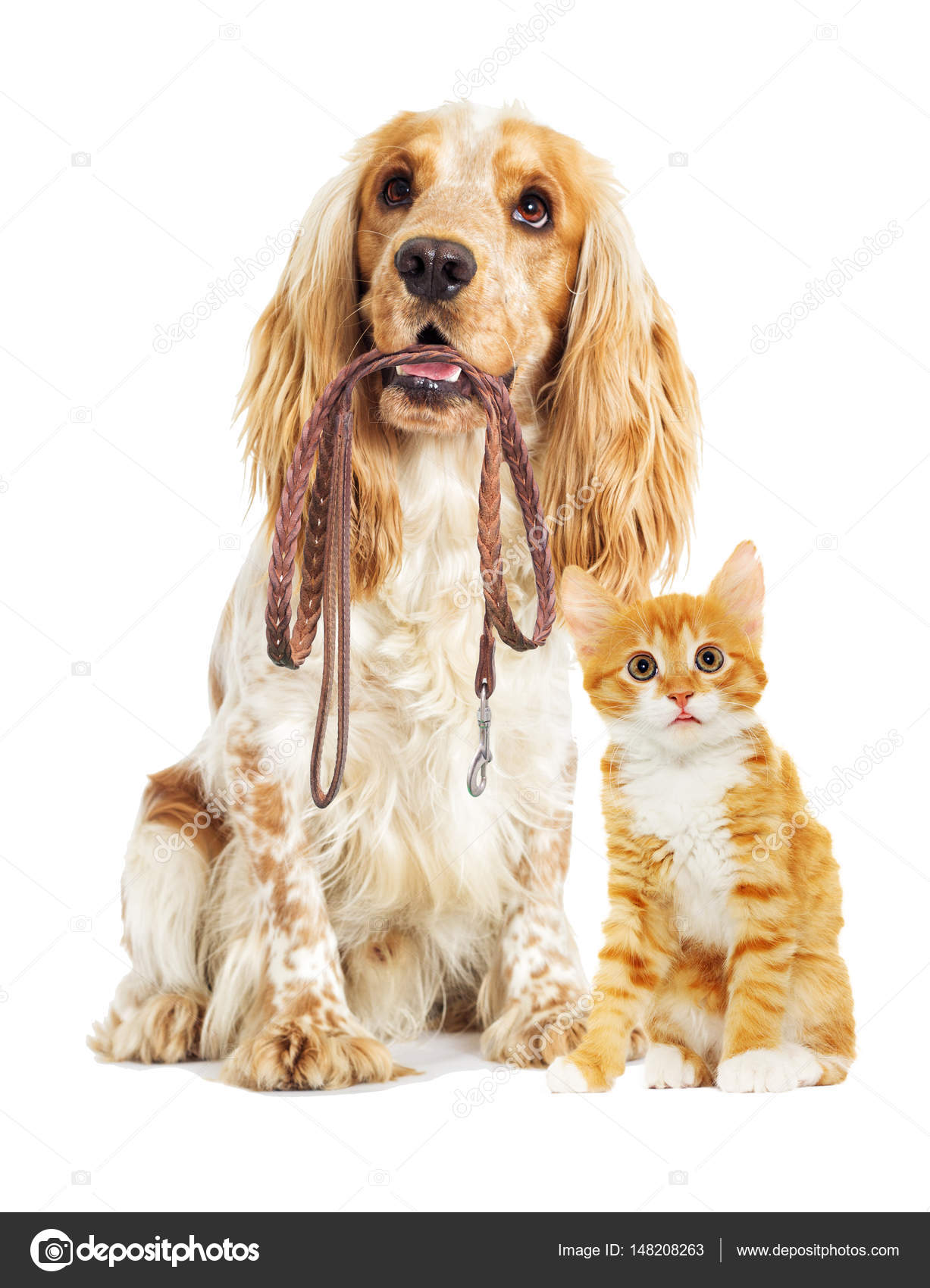 https://st3.depositphotos.com/1032808/14820/i/1600/depositphotos_148208263-stock-photo-dog-and-leash-in-the.jpg
