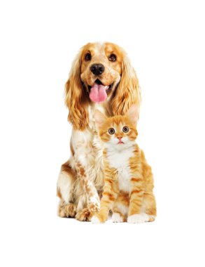 köpek ve kedi beyaz zemin üzerinde bir
