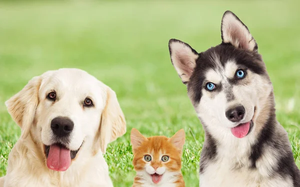 Puppy and kitten peeking out On the green grass