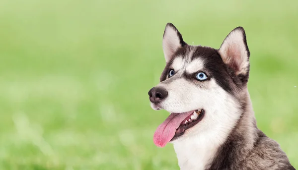 Portret psa rasy husky na zielonej trawie — Zdjęcie stockowe