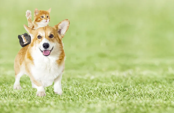 Собака і кошеня дивиться на зелену траву — стокове фото