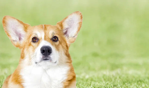 Pies szuka na zielonej trawie — Zdjęcie stockowe