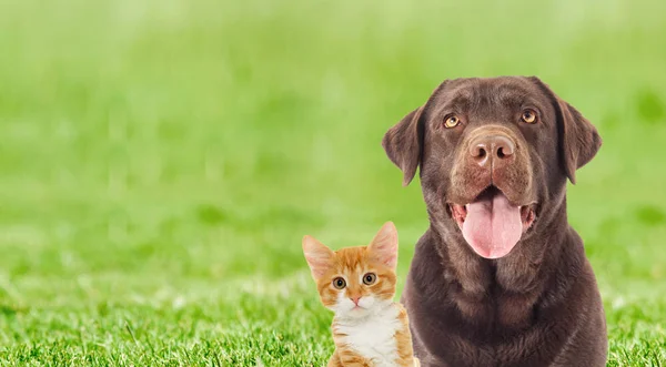 Portrait Labrador brun Et un chaton sur herbe verte — Photo