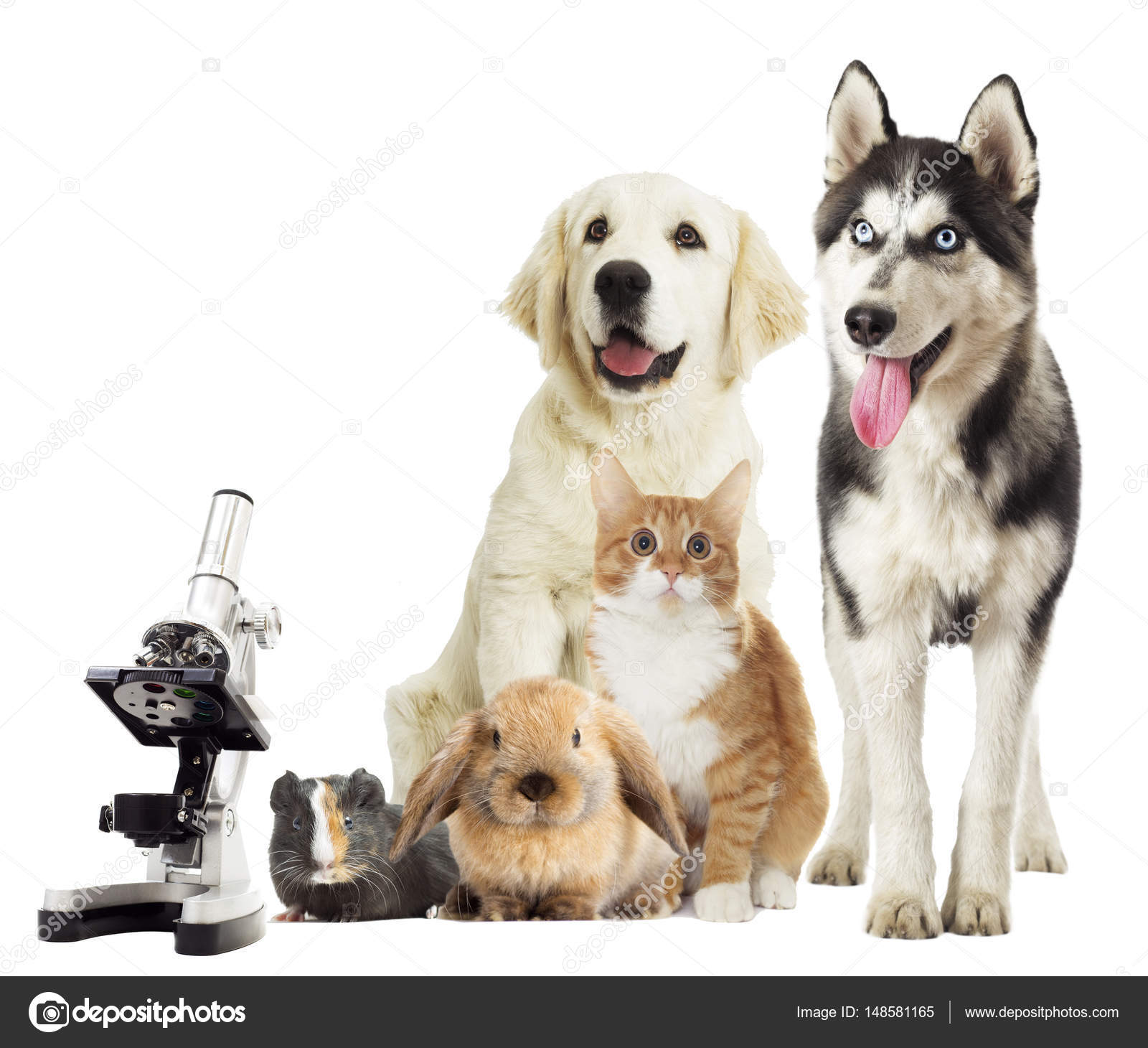 Groupe d animaux sur fond blanc Photographie Groupe d animaux sur fond blanc Photographie