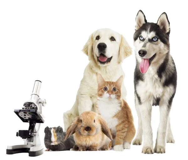 Group of pets on white background — Stock Photo, Image