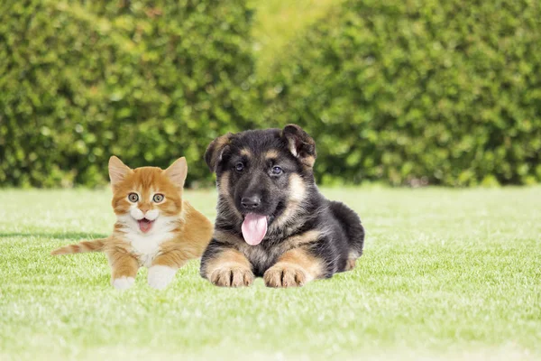 Puppy and kitten outdoors