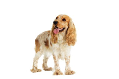 Beyaz bir arka plan üzerinde köpek