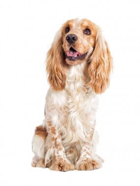 Beyaz bir arka plan üzerinde köpek