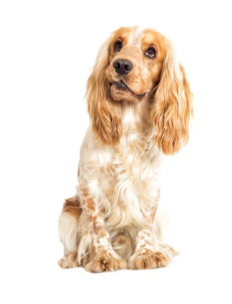 Hund auf weißem Hintergrund — Stockfoto