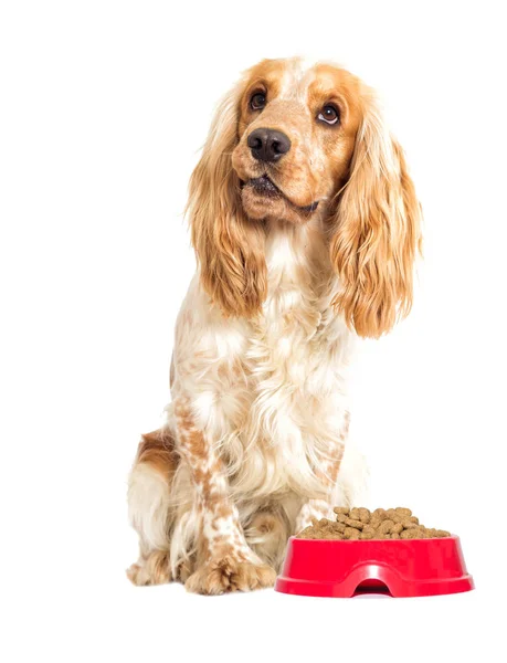 Hund auf weißem Hintergrund — Stockfoto