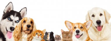 Yavru kedi ve köpek yavrusu köpek ve eskiden şiling şimdi domuz ve w üzerinde dışarı bakmak fare