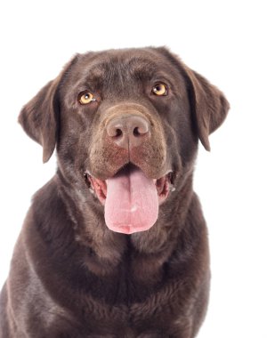 Portre kahverengi labrador köpek arıyorum