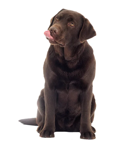 Brązowy Labrador Pies wygląda — Zdjęcie stockowe