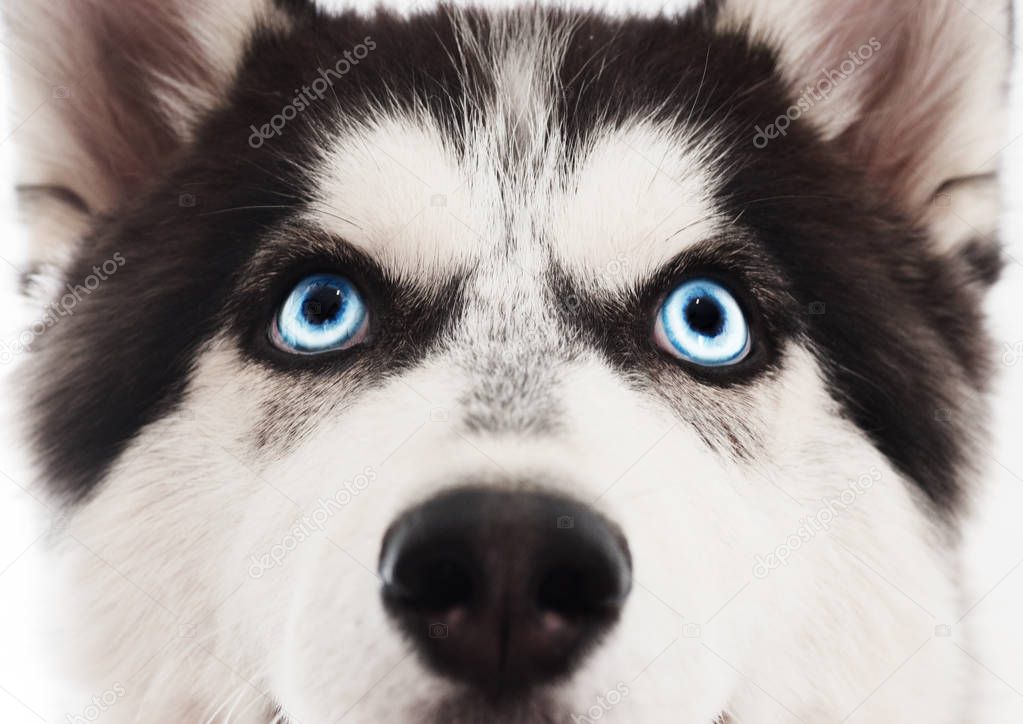 Muzzle of a husky dog closeup