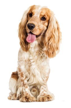 Beyaz bir arka plan üzerinde köpek