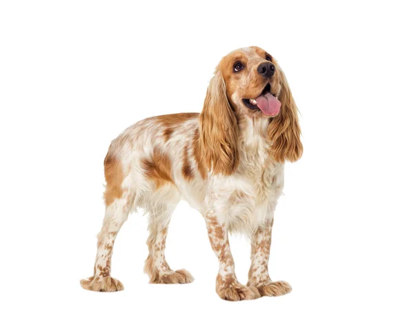 Dog on a white background — Stock Photo, Image