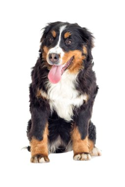 Bernese dağ köpeği beyaz zemin üzerine