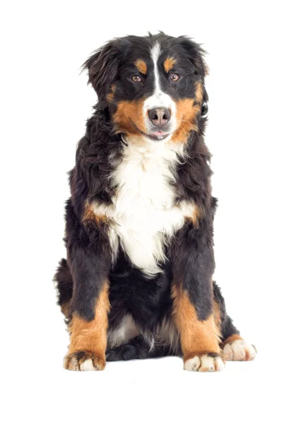 Berner Sennenhund auf weißem Hintergrund — Stockfoto