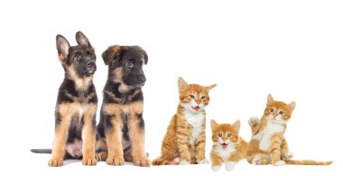 yavru kedi ve köpek yavrusu arıyorum