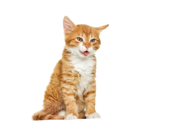 Rode leuk katje geeuwen, toont tong — Stockfoto