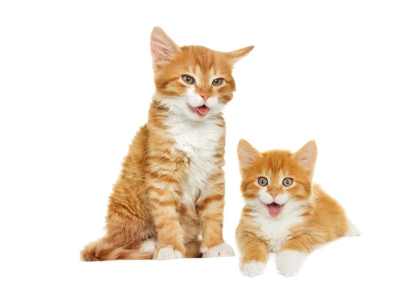 stock image Red cute kitten yawning, shows tongue