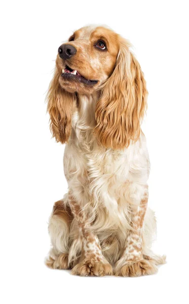 Cocker spaniel angielski pies na białym tle — Zdjęcie stockowe