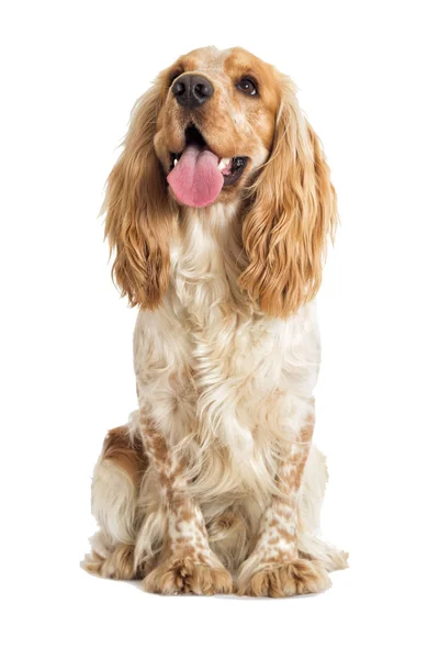 Englischer Cocker Spaniel Hund auf weißem Hintergrund — Stockfoto