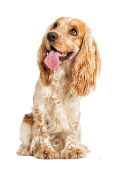 Englischer Cocker Spaniel Hund auf weißem Hintergrund — Stockfoto