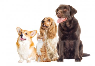 Yavru kedi ve köpek yavrusu tam uzunlukta tarafından içinde bak