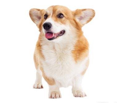 Beyaz bir arka plan üzerinde seyir köpek