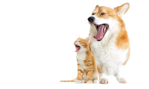 Galés corgi perro y gatito bostezos — Foto de Stock