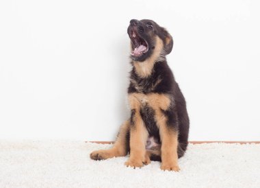 Çoban köpeklerine tüylü bir halı